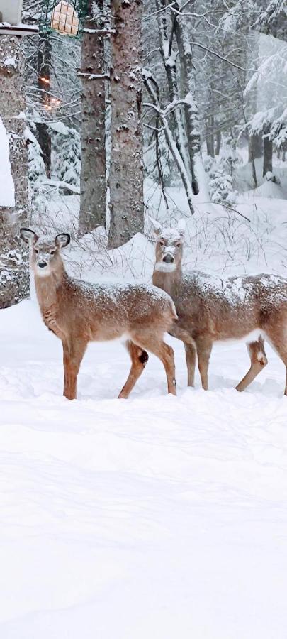 Bed & Breakfast La Tremblante 4*