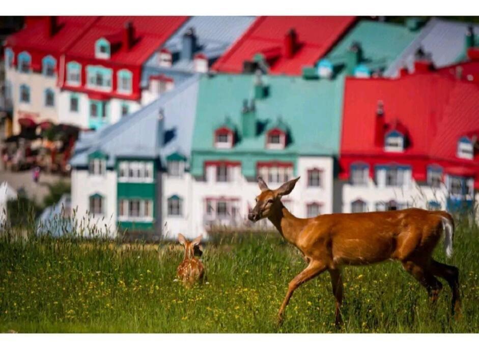 Beautiful With Superb Mountain View. * Mont-Tremblant