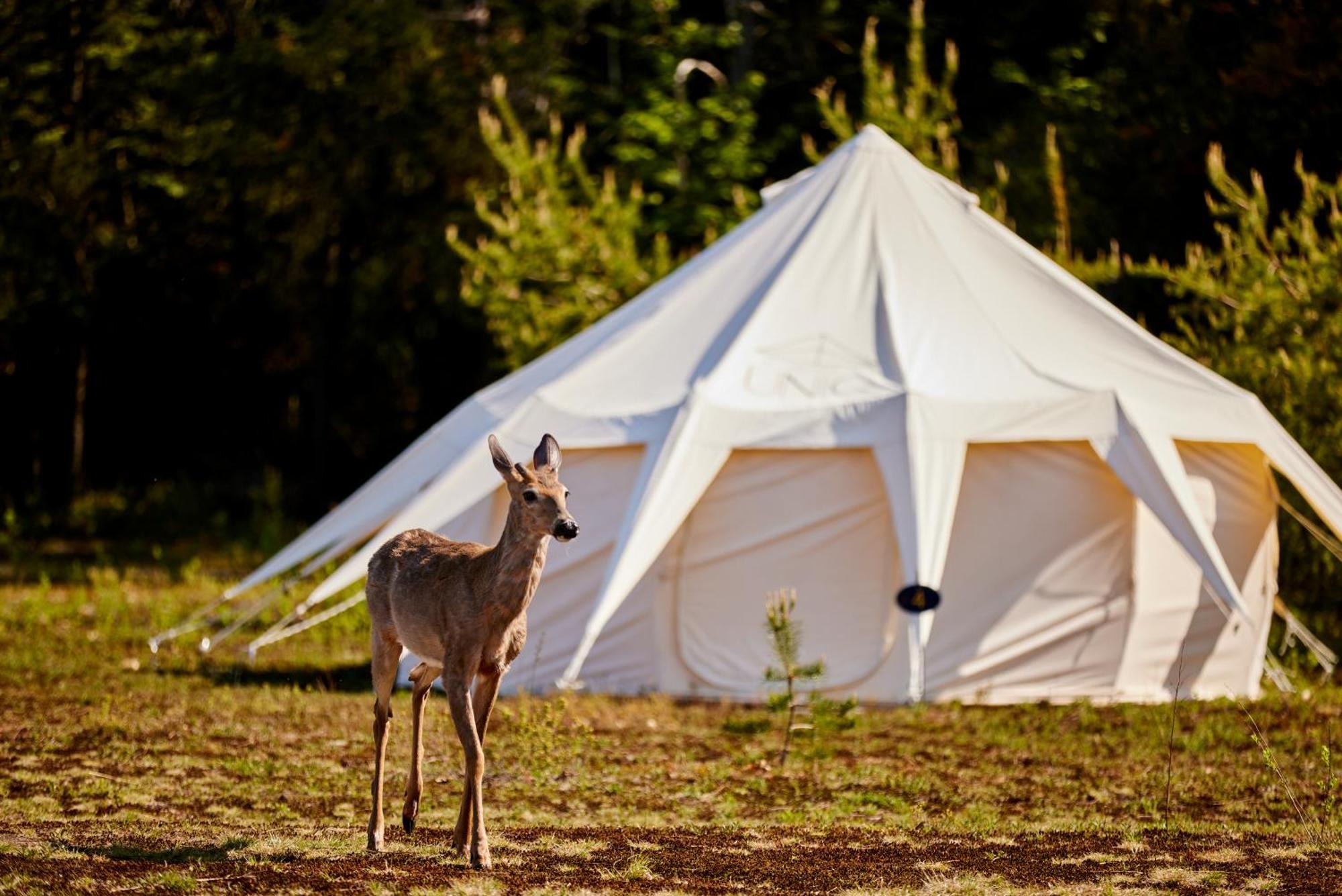 Luxury tent Uniq - Domaine Saint-bernard