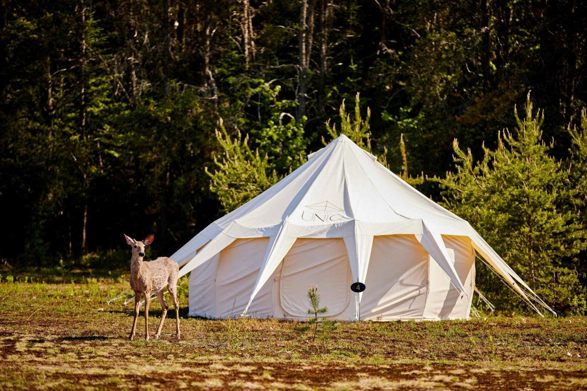 Luxury tent Uniq - Domaine Saint-bernard *