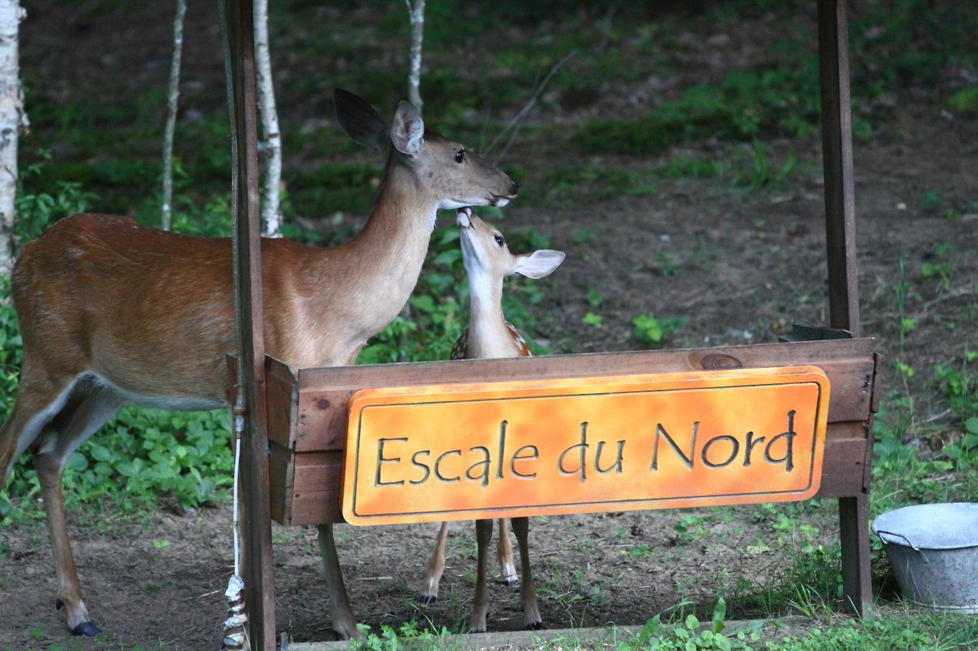 Escale Du Nord Bed & Breakfast Mont-Tremblant