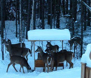 Bed & Breakfast Escale Du Nord Mont-Tremblant